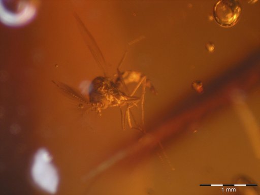 Amber Collection