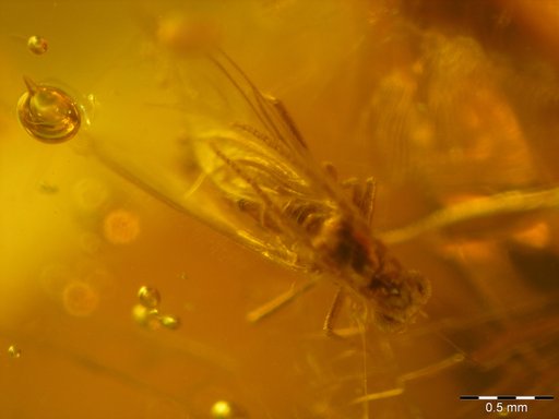 Amber Collection