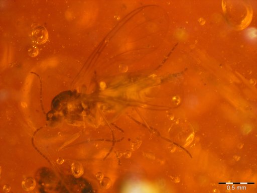 Amber Collection