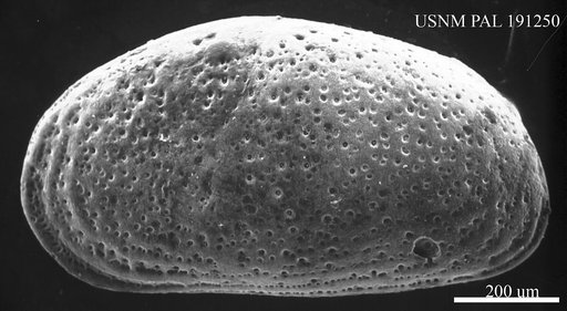 Cytheridea sp