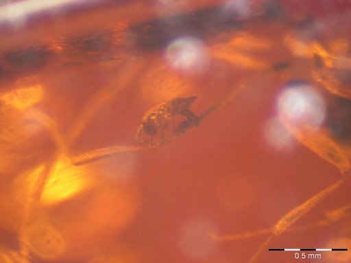 Amber Collection