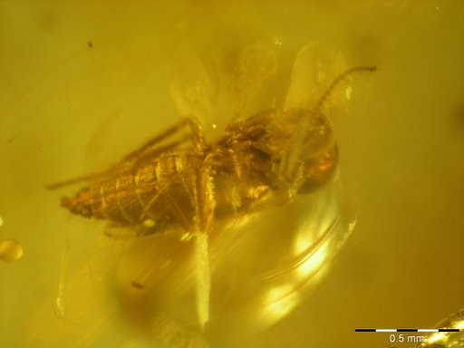 Amber Collection