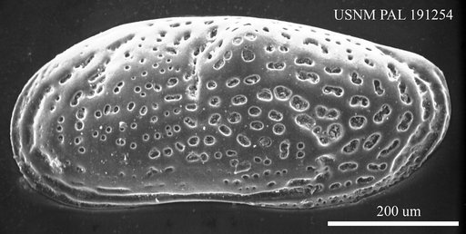 Leptocythere pellucida (Baird, 1850)