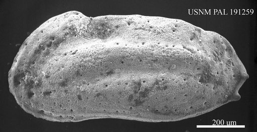 Veenia striatocostata (Bosquet, 1854)