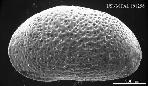 Cytheridea punctillata Brady, 1868