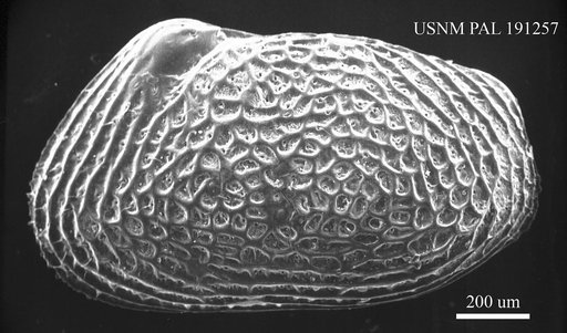 Cythere septentrionalis Brady, 1866