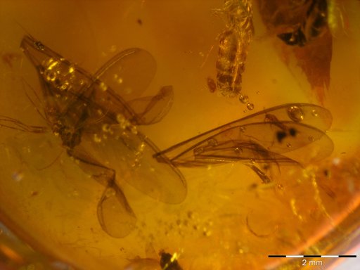 Amber Collection