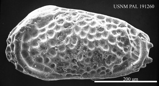 Genus indet. sp. indet.