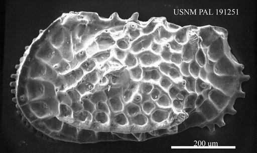 Hornibrookella sp.