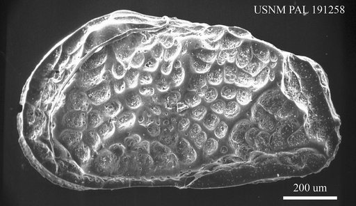 Cythere costata Brady, 1866