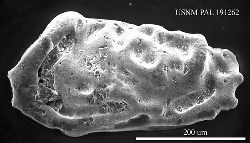 Munseyella sp.