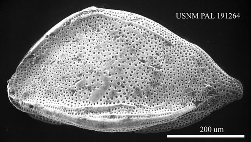Cytheropteron sp.