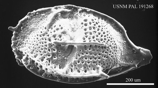 Paijenborchella sp.