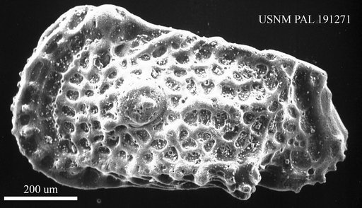 Cythereis sp.