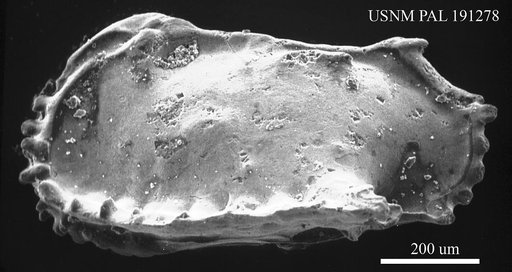 Pterygocythereis sp