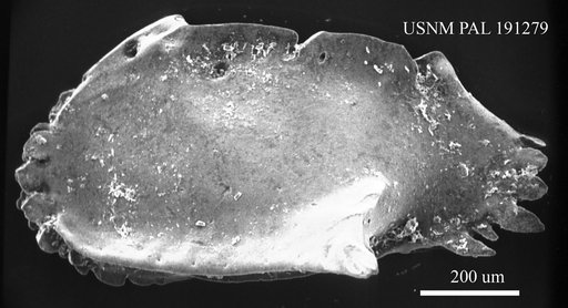 Pterygocythereis americana (Ulrich & Bassler, 1904)