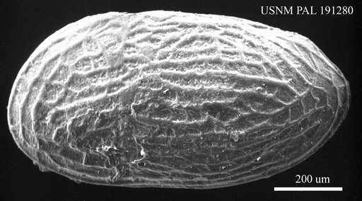 Leguminocythereis cf. genappensis Keij, 1957