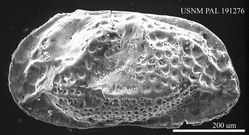 Genus indet. sp. indet.