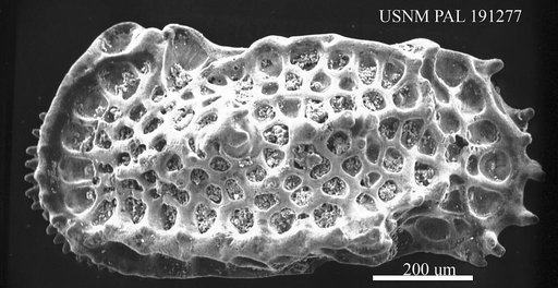 Limburgina sp.