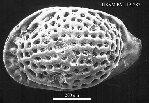 Pokornyella sp
