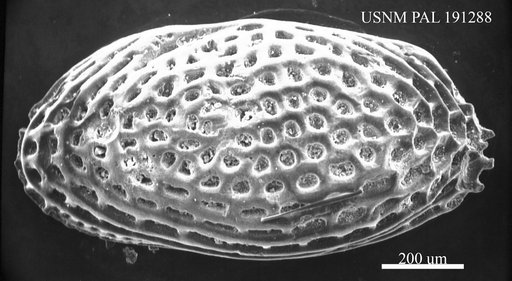 Leguminocythereis sp.