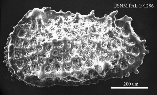 Genus indet. sp. indet.