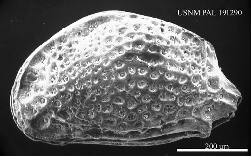 Pokornyella sp