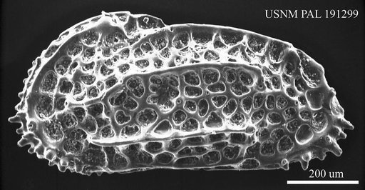 Costa polytrema (Brady, 1878)