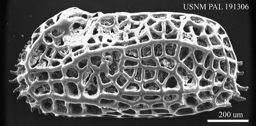 Genus indet. sp. indet.