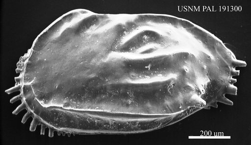 Ruggieria sp.