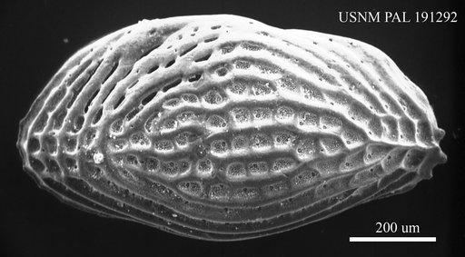 Leguminocythereis sp.