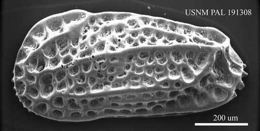 Falunia sp.