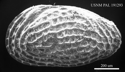 Leguminocythereis scrobiculata (Muenster, 1830)