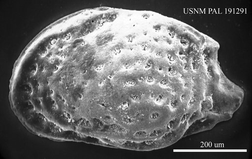 Pokornyella sp
