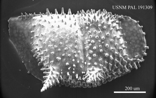 Bythoceratina sp