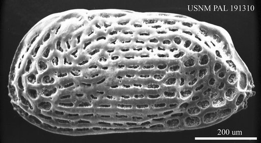 Falunia sp.