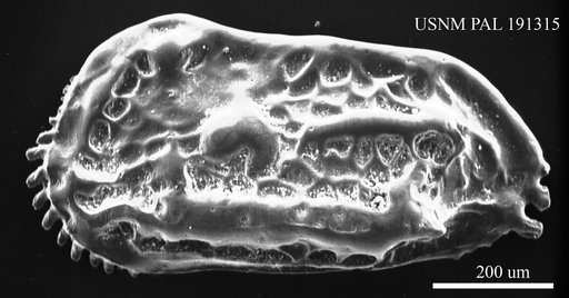 Ruggieria sp.