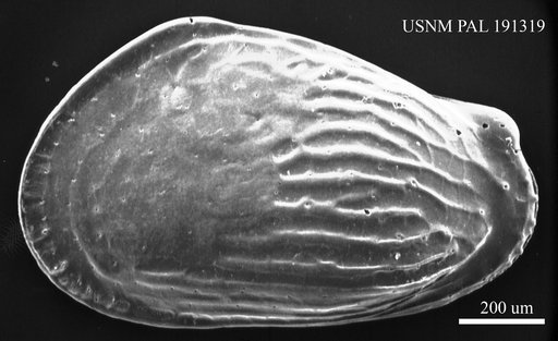 Quasibuntonia sp