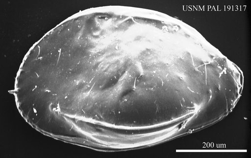 Lixuria sp.