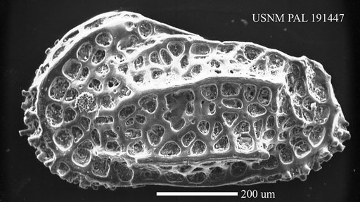 Costa reticulata