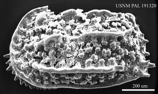 Carinocythereis sp.