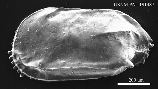 Ruggieria sp.
