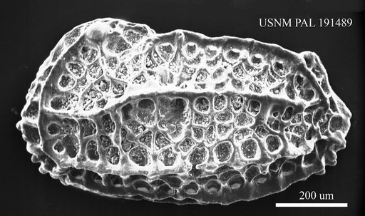 Chrysocythere sp.