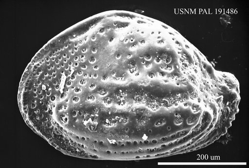 Buntonia sublatissima Bizon, 1974