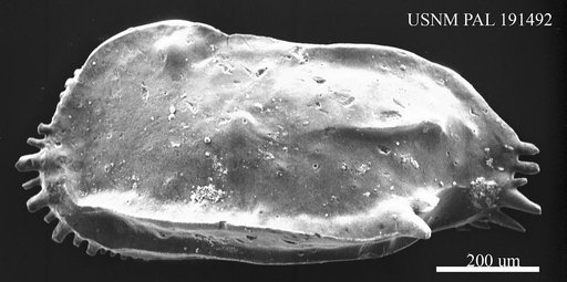 Ruggieria sp.