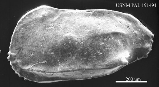 Ruggieria sp.