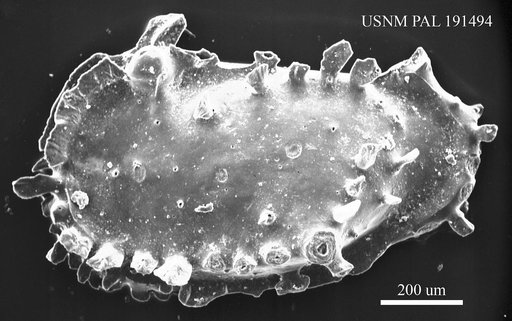 Pterygocythereis ceratoptera (Bosquet, 1852)