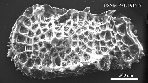 Oertliella ducassae Benson, 1972