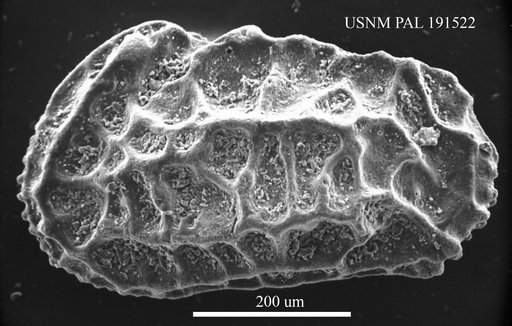 Genus indet. sp. indet.