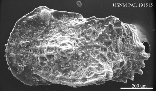 Oertliella sp.